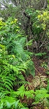 Plants: image 40 Of 208 Thumb